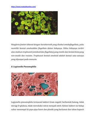 Makalah bakteri lengkap dengan gambarnya | PDF