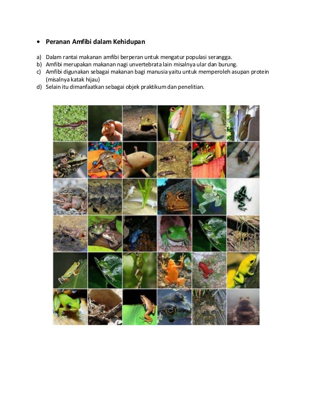 Makalah Biologi - Amphibia