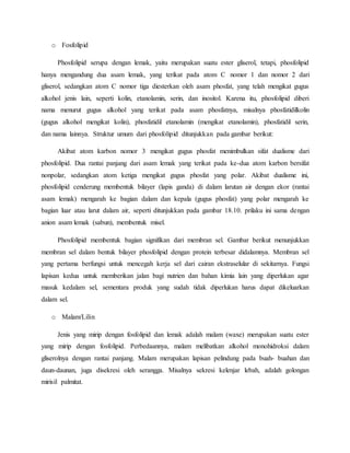o Fosfolipid
Phosfolipid serupa dengan lemak, yaitu merupakan suatu ester gliserol, tetapi, phosfolipid
hanya mengandung dua asam lemak, yang terikat pada atom C nomor 1 dan nomor 2 dari
gliserol, sedangkan atom C nomor tiga diesterkan oleh asam phosfat, yang telah mengikat gugus
alkohol jenis lain, seperti kolin, etanolamin, serin, dan inositol. Karena itu, phosfolipid diberi
nama menurut gugus alkohol yang terikat pada asam phosfatnya, misalnya phosfatidilkolin
(gugus alkohol mengikat kolin), phosfatidil etanolamin (mengikat etanolamin), phosfatidil serin,
dan nama lainnya. Struktur umum dari phosfolipid ditunjukkan pada gambar berikut:
Akibat atom karbon nomor 3 mengikat gugus phosfat menimbulkan sifat dualisme dari
phosfolipid. Dua rantai panjang dari asam lemak yang terikat pada ke-dua atom karbon bersifat
nonpolar, sedangkan atom ketiga mengikat gugus phosfat yang polar. Akibat dualisme ini,
phosfolipid cenderung membentuk bilayer (lapis ganda) di dalam larutan air dengan ekor (rantai
asam lemak) mengarah ke bagian dalam dan kepala (gugus phosfat) yang polar mengarah ke
bagian luar atau larut dalam air, seperti ditunjukkan pada gambar 18.10. prilaku ini sama dengan
anion asam lemak (sabun), membentuk misel.
Phosfolipid membentuk bagian signifikan dari membran sel. Gambar berikut menunjukkan
membran sel dalam bentuk bilayer phosfolipid dengan protein terbesar didalamnya. Membran sel
yang pertama berfungsi untuk mencegah kerja sel dari cairan ekstraselular di sekitarnya. Fungsi
lapisan kedua untuk memberikan jalan bagi nutrien dan bahan kimia lain yang diperlukan agar
masuk kedalam sel, sementara produk yang sudah tidak diperlukan harus dapat dikeluarkan
dalam sel.
o Malam/Lilin
Jenis yang mirip dengan fosfolipid dan lemak adalah malam (waxe) merupakan suatu ester
yang mirip dengan fosfolipid. Perbedaannya, malam melibatkan alkohol monohidroksi dalam
gliserolnya dengan rantai panjang. Malam merupakan lapisan pelindung pada buah- buahan dan
daun-daunan, juga disekresi oleh serangga. Misalnya sekresi kelenjar lebah, adalah golongan
mirisil palmitat.
 