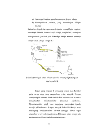a) Neuromyal junction, yang berhubungan dengan sel otot
b) Neuroglandular junction, yang berhubungan dengan
kelenjar
Kedua junction di atas merupakan jenis dari neuroeffector junction.
Neuromyal junction jika efektornya berupa jaringan otot, sedangkan
neuroglandular junction jika efektornya berupa kelenjar (misalnya
kelenjar saliva, kelenjar keringat dll.)
Gambar: Hubungan antara neuron sensorik, neuron penghubung dan
neuron motorik
Impuls yang berjalan di sepanjang neuron akan berakhir
pada bagian ujung yang mengandung vesikel sinaptik. Dengan
adanya impuls tersebut maka vesikel akan terstimuli dan akhirnya
mengeluarkan neurotransmitter (misalnya asetilkolin).
Neurotransmitter inilah yang membantu meneruskan impuls
menuju sel berikutnya. Reseptor sinaptik dari sel berikutnya akan
menangkap neurotransmitter tersebut sehingga impuls dapat
diteruskan ke sel berikutnya tersebut. Hubungan antara neuron satu
dengan neuron lainnya tadi dinamakan sinapsis.
11
 