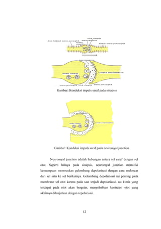 Gambar: Konduksi impuls saraf pada sinapsis
Gambar: Konduksi impuls saraf pada neuromyal junction
Neuromyal junction adalah hubungan antara sel saraf dengan sel
otot. Seperti halnya pada sinapsis, neuromyal junction memiliki
kemampuan meneruskan gelombang depolarisasi dengan cara meloncat
dari sel satu ke sel berikutnya. Gelombang depolarisasi ini penting pada
membrane sel otot karena pada saat terjadi depolarisasi, zat kimia yang
terdapat pada otot akan bergetar, menyebabkan kontraksi otot yang
akhirnya dilanjutkan dengan repolarisasi.
12
 