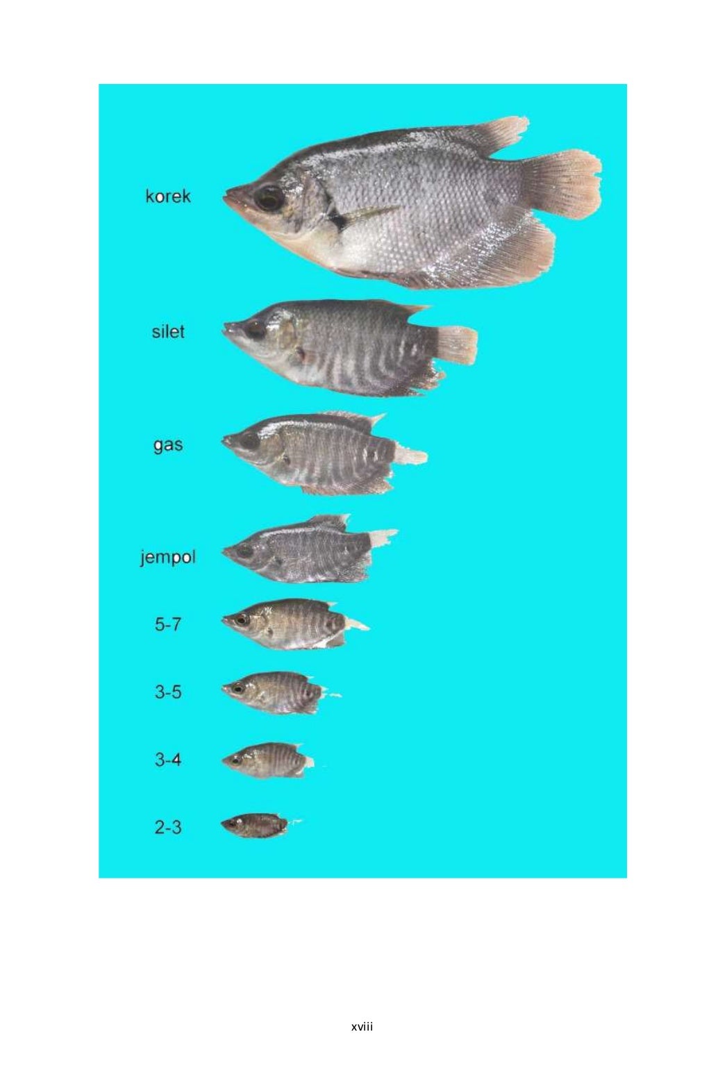 Makalah budidaya ikan nila