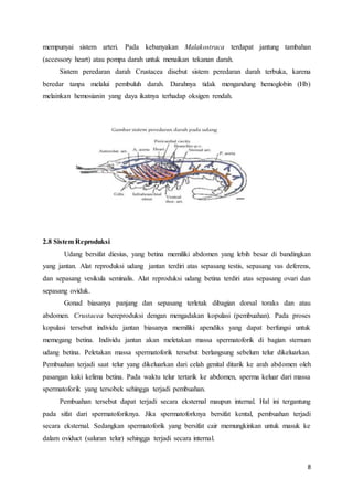 8
mempunyai sistem arteri. Pada kebanyakan Malakostraca terdapat jantung tambahan
(accessory heart) atau pompa darah untuk menaikan tekanan darah.
Sistem peredaran darah Crustacea disebut sistem peredaran darah terbuka, karena
beredar tanpa melalui pembuluh darah. Darahnya tidak mengandung hemoglobin (Hb)
melainkan hemosianin yang daya ikatnya terhadap oksigen rendah.
2.8 Sistem Reproduksi
Udang bersifat diesius, yang betina memiliki abdomen yang lebih besar di bandingkan
yang jantan. Alat reproduksi udang jantan terdiri atas sepasang testis, sepasang vas deferens,
dan sepasang vesikula seminalis. Alat reproduksi udang betina terdiri atas sepasang ovari dan
sepasang oviduk.
Gonad biasanya panjang dan sepasang terletak dibagian dorsal toraks dan atau
abdomen. Crustacea bereproduksi dengan mengadakan kopulasi (pembuahan). Pada proses
kopulasi tersebut individu jantan biasanya memiliki apendiks yang dapat berfungsi untuk
memegang betina. Individu jantan akan meletakan massa spermatoforik di bagian sternum
udang betina. Peletakan massa spermatoforik tersebut berlangsung sebelum telur dikeluarkan.
Pembuahan terjadi saat telur yang dikeluarkan dari celah genital ditarik ke arah abdomen oleh
pasangan kaki kelima betina. Pada waktu telur tertarik ke abdomen, sperma keluar dari massa
spermatoforik yang tersobek sehingga terjadi pembuahan.
Pembuahan tersebut dapat terjadi secara eksternal maupun internal. Hal ini tergantung
pada sifat dari spermatoforiknya. Jika spermatoforknya bersifat kental, pembuahan terjadi
secara eksternal. Sedangkan spermatoforik yang bersifat cair memungkinkan untuk masuk ke
dalam oviduct (saluran telur) sehingga terjadi secara internal.
 