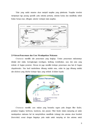 9
Telur yang sudah menetas akan menjadi nauplius yang planktonis. Naupilus tersebut
mempunyai tiga pasang apendik yaitu antenna pertama, antenna kedua dan mandibula; tubuh
belum beruas-ruas; dibagian anterior terdapat mata nauplius.
2.9 Sistem Pencernaan dan Cara Mendapatkan Makanan
Crustacea memiliki alat pencernaan yang lengkap. Urutan pencernaan makanannya
dimulai dari mulut, kerongkongan (esofagus), lambung (ventrikulus), usus dan anus yang
terletak di bagian posterior. Hewan ini juga memiliki kelenjar pencernaan atau hati di bagian
chepalotoraks. Sisa hasil metabolisme dibuang melalui anus, selain itu juga dibuang melalui
alat ekskresi yang disebut kelenjar hijau yang terletak di dalam kepala.
Crustacea memiliki cara makan yang beraneka ragam yaitu dengan filter feeder,
pemakan bangkai, herbivora, karnivora, dan parasit. Filter feeder dalam menyaring air untuk
mendapatkan makanan hal ini menyebabkan mandibula (rahang) dan antenna akan berubah
(berevolusi) sesuai dengan fungsinya yaitu mulut untuk menyring air dan antenna untuk
 