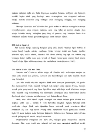 10
melacak makanan pada air). Pada Crustacea pemakan bangkai, herbivore, dan karnivora
memiliki bagian tubuh yang berfungsi untuk mencengkram atau mengambil makanan,
misalya maksilla mandibula yang berfungsi untuk memegang, menggigit, dan menggiling
makanan.
Biasanya Crustacea aktif di malam hari, pada waktu itu mereka meninggalakan tempat
persembunyiannya untuk mencari makanan. Jenis yang hidup di perairan dangkal akan
menuju terumbu karang, sedangkan yang hidup di perairan yang luamayan dalam akan
berkeliaran disekitar tempat persenmbunyiannya untuk mencari makan.
2.10 Sistem Ekskresi
Alat ekskresi berupa sepasang bangunan yang lebar, disebut “kelenjar hijau” terletak di
bagian bawah kepala, anterior esophagus. Setiap kelenjar terdiri atas bagian glanduler
berwarna hijau, vesica urinaria, terbentuk dari dilatasi dinding yang tipis dan saluran yang
bermuara keluar melalui suatu pori terletak di bagian ventral pada segmen basal antena.
Fungsi kelenjar hijau adalah membuang sisa metabolisme tubuh (Kastawi, 2009).
2.11 Sistem Syaraf Dan Alat Indra
Susunan saraf Crustacea adalah tangga tali. Ganglion otak berhubungan dengan alat
indera yaitu antena (alat peraba), statocyst (alat keseimbangan) dan mata majemuk (facet)
yang bertangkai.
Alat indra terdiri atas mata majemuk, bintik mata, statocyst, proproceptor, alat peraba
dan chemoreceptor. Mata majemuk terdapat pada hampir semua spesies dewasa, biasanya
terletak pada ujung tangkai yang dapat digerakkan tetapi adakalanya sessil. Crustacea dengan
mata majemuk yang berkembang baik mempunyai kemampuan untuk membedakan ukuran
dan bentuk tetapi ketajaman penglihatannya kecil dan gambarnya kasar.
Bintik mata selalu terletak digaris menengah dan khusus terdapat pada stadium larva
nauplius; terdiri atas 3 sampai 4 ocelli berbentuk mangkuk pigmen; berfungsi untuk
mendeteksi cahaya. Bintik mata diperlukan hewan planktonik untuk menentukan lokasi
permukaan air, dan bagi hewan peliang untuk menentukan lokasi permukaan substrat.
Statocyst hanya terdapat pada beberapa kelompok Malakostraca. Sepasang statocyst biasa
terletak pada pangkaal antenul, uropod atau telson.
Propioreceptor merupakan alat indra otot, terdapat pada malacostraca terutama
decapoda. Tiap organ terdiri atas sejumlah sel otot yang mengalami modifikasi spesial,
 