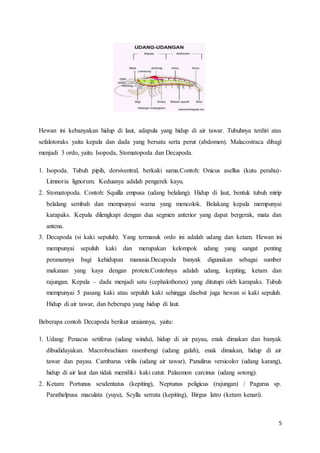 5
Hewan ini kebanyakan hidup di laut, adapula yang hidup di air tawar. Tubuhnya terdiri atas
sefalotoraks yaitu kepala dan dada yang bersatu serta perut (abdomen). Malacostraca dibagi
menjadi 3 ordo, yaitu Isopoda, Stomatopoda dan Decapoda.
1. Isopoda. Tubuh pipih, dorsiventral, berkaki sama.Contoh: Onicus asellus (kutu perahu)-
Limnoria lignorum. Keduanya adalah pengerek kayu.
2. Stomatopoda. Contoh: Squilla empusa (udang belalang). Hidup di laut, bentuk tubuh mirip
belalang sembah dan mempunyai warna yang mencolok. Belakang kepala mempunyai
karapaks. Kepala dilengkapi dengan dua segmen anterior yang dapat bergerak, mata dan
antena.
3. Decapoda (si kaki sepuluh). Yang termasuk ordo ini adalah udang dan ketam. Hewan ini
mempunyai sepuluh kaki dan merupakan kelompok udang yang sangat penting
peranannya bagi kehidupan manusia.Decapoda banyak digunakan sebagai sumber
makanan yang kaya dengan protein.Contohnya adalah udang, kepiting, ketam dan
rajungan. Kepala – dada menjadi satu (cephalothorax) yang ditutupi oleh karapaks. Tubuh
mempunyai 5 pasang kaki atau sepuluh kaki sehingga disebut juga hewan si kaki sepuluh.
Hidup di air tawar, dan beberapa yang hidup di laut.
Beberapa contoh Decapoda berikut uraiannya, yaitu:
1. Udang: Penacus setiferus (udang windu), hidup di air payau, enak dimakan dan banyak
dibudidayakan. Macrobrachium rasenbengi (udang galah), enak dimakan, hidup di air
tawar dan payau. Cambarus virilis (udang air tawar), Panulirus versicolor (udang karang),
hidup di air laut dan tidak memiliki kaki catut. Palaemon carcinus (udang sotong).
2. Ketam: Portunus sexdentatus (kepiting), Neptunus peligicus (rajungan) / Pagurus sp.
Parathelpusa maculata (yuyu), Scylla serrata (kepiting), Birgus latro (ketam kenari).
 