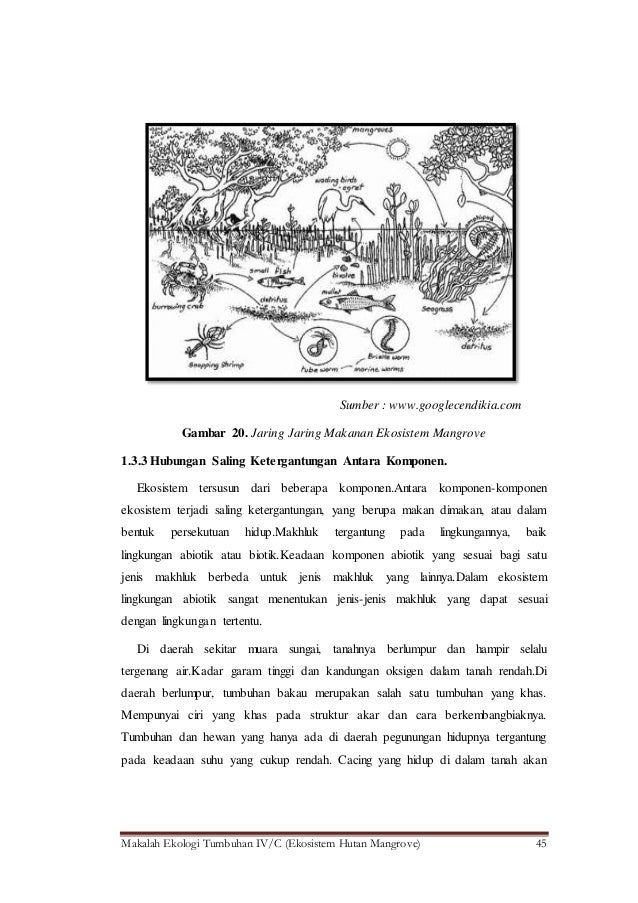 Makalah ekologi tumbuhan