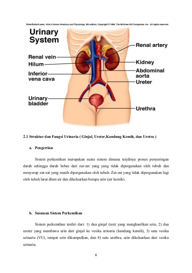 Unduh 80 Koleksi Gambar Ginjal Ureter Dan Uretra Adalah Nomor Paling Bagus Gratis