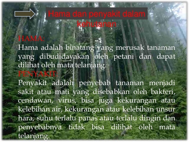 Makalah hama pohon mahoni Makalah hama pohon mahoni