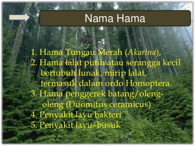 Makalah Hama Pohon Mahoni