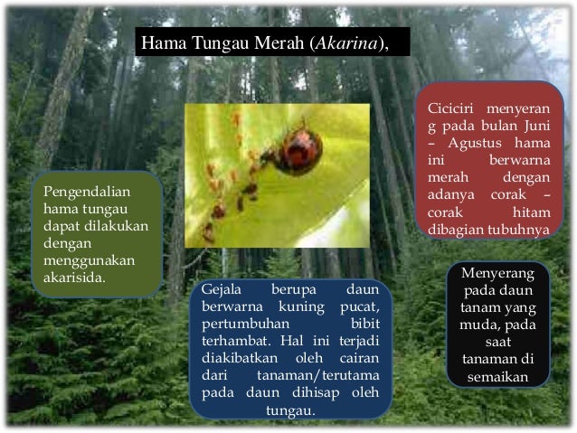 Makalah Hama Pohon Mahoni