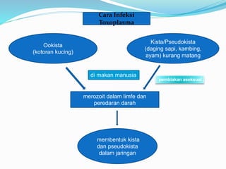 Cara Infeksi
Toxoplasma
Ookista
(kotoran kucing)
Kista/Pseudokista
(daging sapi, kambing,
ayam) kurang matang
merozoit dalam limfe dan
peredaran darah
membentuk kista
dan pseudokista
dalam jaringan
di makan manusia
pembiakan aseksual
 