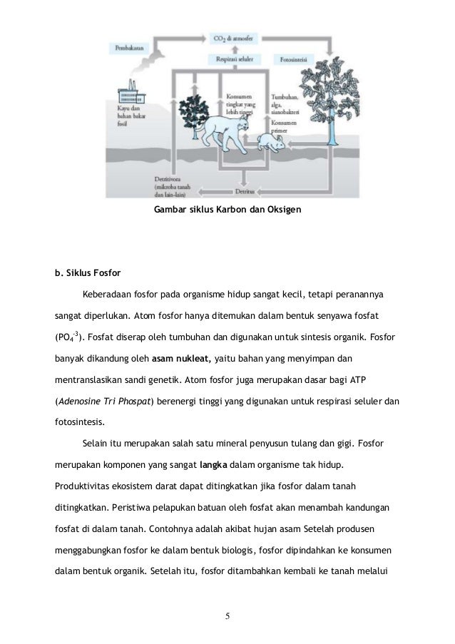 Makalah Siklus Karbon - Siklus Karbon Adalah Proses ...