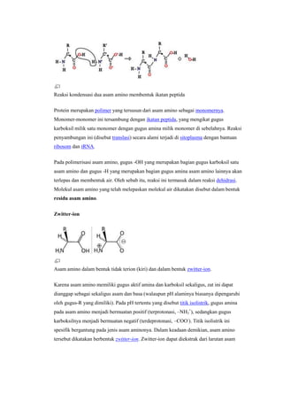 Reaksi kondensasi dua asam amino membentuk ikatan peptida

Protein merupakan polimer yang tersusun dari asam amino sebagai monomernya.
Monomer-monomer ini tersambung dengan ikatan peptida, yang mengikat gugus
karboksil milik satu monomer dengan gugus amina milik monomer di sebelahnya. Reaksi
penyambungan ini (disebut translasi) secara alami terjadi di sitoplasma dengan bantuan
ribosom dan tRNA.

Pada polimerisasi asam amino, gugus -OH yang merupakan bagian gugus karboksil satu
asam amino dan gugus -H yang merupakan bagian gugus amina asam amino lainnya akan
terlepas dan membentuk air. Oleh sebab itu, reaksi ini termasuk dalam reaksi dehidrasi.
Molekul asam amino yang telah melepaskan molekul air dikatakan disebut dalam bentuk
residu asam amino.


Zwitter-ion




Asam amino dalam bentuk tidak terion (kiri) dan dalam bentuk zwitter-ion.

Karena asam amino memiliki gugus aktif amina dan karboksil sekaligus, zat ini dapat
dianggap sebagai sekaligus asam dan basa (walaupun pH alaminya biasanya dipengaruhi
oleh gugus-R yang dimiliki). Pada pH tertentu yang disebut titik isolistrik, gugus amina
pada asam amino menjadi bermuatan positif (terprotonasi, –NH3+), sedangkan gugus
karboksilnya menjadi bermuatan negatif (terdeprotonasi, –COO-). Titik isolistrik ini
spesifik bergantung pada jenis asam aminonya. Dalam keadaan demikian, asam amino
tersebut dikatakan berbentuk zwitter-ion. Zwitter-ion dapat diekstrak dari larutan asam
 