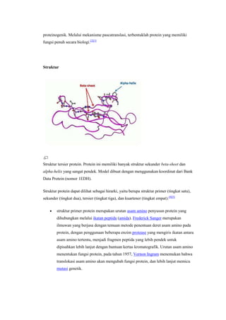 proteinogenik. Melalui mekanisme pascatranslasi, terbentuklah protein yang memiliki
fungsi penuh secara biologi.[2][3]




Struktur




Struktur tersier protein. Protein ini memiliki banyak struktur sekunder beta-sheet dan
alpha-helix yang sangat pendek. Model dibuat dengan menggunakan koordinat dari Bank
Data Protein (nomor 1EDH).

Struktur protein dapat dilihat sebagai hirarki, yaitu berupa struktur primer (tingkat satu),
sekunder (tingkat dua), tersier (tingkat tiga), dan kuartener (tingkat empat): [4][5]


        struktur primer protein merupakan urutan asam amino penyusun protein yang
        dihubungkan melalui ikatan peptida (amida). Frederick Sanger merupakan
        ilmuwan yang berjasa dengan temuan metode penentuan deret asam amino pada
        protein, dengan penggunaan beberapa enzim protease yang mengiris ikatan antara
        asam amino tertentu, menjadi fragmen peptida yang lebih pendek untuk
        dipisahkan lebih lanjut dengan bantuan kertas kromatografik. Urutan asam amino
        menentukan fungsi protein, pada tahun 1957, Vernon Ingram menemukan bahwa
        translokasi asam amino akan mengubah fungsi protein, dan lebih lanjut memicu
        mutasi genetik.
 