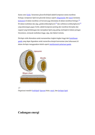 ikatan ester fosfat. Sementara gliserofosfolipid adalah komponen utama membran
biologis, komponen lipid non-gliserida lainnya seperti sfingomielin dan sterol (terutama
kolesterol di dalam membran sel hewani) juga ditemukan di dalam membran biologis.[2]
Di dalam tumbuhan dan alga, galaktosildiasilgliserol,[3] dan sulfokinovosildiasilgliserol,[4]
yang kekurangan gugus fosfat, adalah komponen penting dari membran kloroplas dan
organel yang berhubungan dan merupakan lipid yang paling melimpah di dalam jaringan
fotosintesis, termasuk tumbuhan tinggi, alga, dan bakteri tertentu.

Dwilapis telah ditemukan untuk memamerkan tingkat-tingkat tinggi dari keterbiasan
ganda yang dapat digunakan untuk memeriksa derajat keterurutan (atau kekacauan) di
dalam dwilapis menggunakan teknik seperti interferometri polarisasi ganda.




Organisasi-mandiri fosfolipid: liposom bulat, misel, dan dwilapis lipid.




Cadangan energi
 