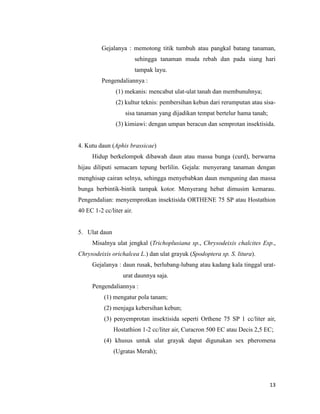 13
Gejalanya : memotong titik tumbuh atau pangkal batang tanaman,
sehingga tanaman muda rebah dan pada siang hari
tampak layu.
Pengendaliannya :
(1) mekanis: mencabut ulat-ulat tanah dan membunuhnya;
(2) kultur teknis: pembersihan kebun dari rerumputan atau sisa-
sisa tanaman yang dijadikan tempat bertelur hama tanah;
(3) kimiawi: dengan umpan beracun dan semprotan insektisida.
4. Kutu daun (Aphis brassicae)
Hidup berkelompok dibawah daun atau massa bunga (curd), berwarna
hijau diliputi semacam tepung berlilin. Gejala: menyerang tanaman dengan
menghisap cairan selnya, sehingga menyebabkan daun menguning dan massa
bunga berbintik-bintik tampak kotor. Menyerang hebat dimusim kemarau.
Pengendalian: menyemprotkan insektisida ORTHENE 75 SP atau Hostathion
40 EC 1-2 cc/liter air.
5. Ulat daun
Misalnya ulat jengkal (Trichoplusiana sp., Chrysodeixis chalcites Esp.,
Chrysodeixis orichalcea L.) dan ulat grayuk (Spodoptera sp. S. litura).
Gejalanya : daun rusak, berlubang-lubang atau kadang kala tinggal urat-
urat daunnya saja.
Pengendaliannya :
(1) mengatur pola tanam;
(2) menjaga kebersihan kebun;
(3) penyemprotan insektisida seperti Orthene 75 SP 1 cc/liter air,
Hostathion 1-2 cc/liter air, Curacron 500 EC atau Decis 2,5 EC;
(4) khusus untuk ulat grayak dapat digunakan sex pheromena
(Ugratas Merah);
 