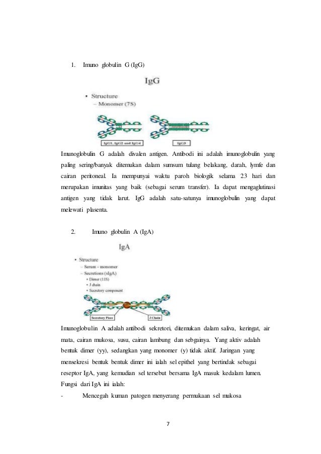Makalah Macam Macam Imunoglobulin