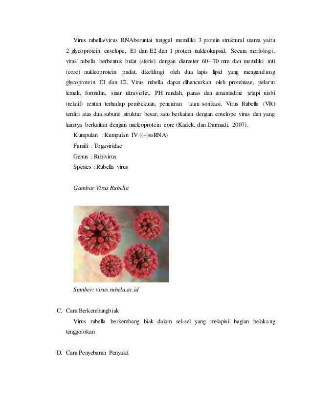 Makalah Mikrobiologi Virus Rubella New