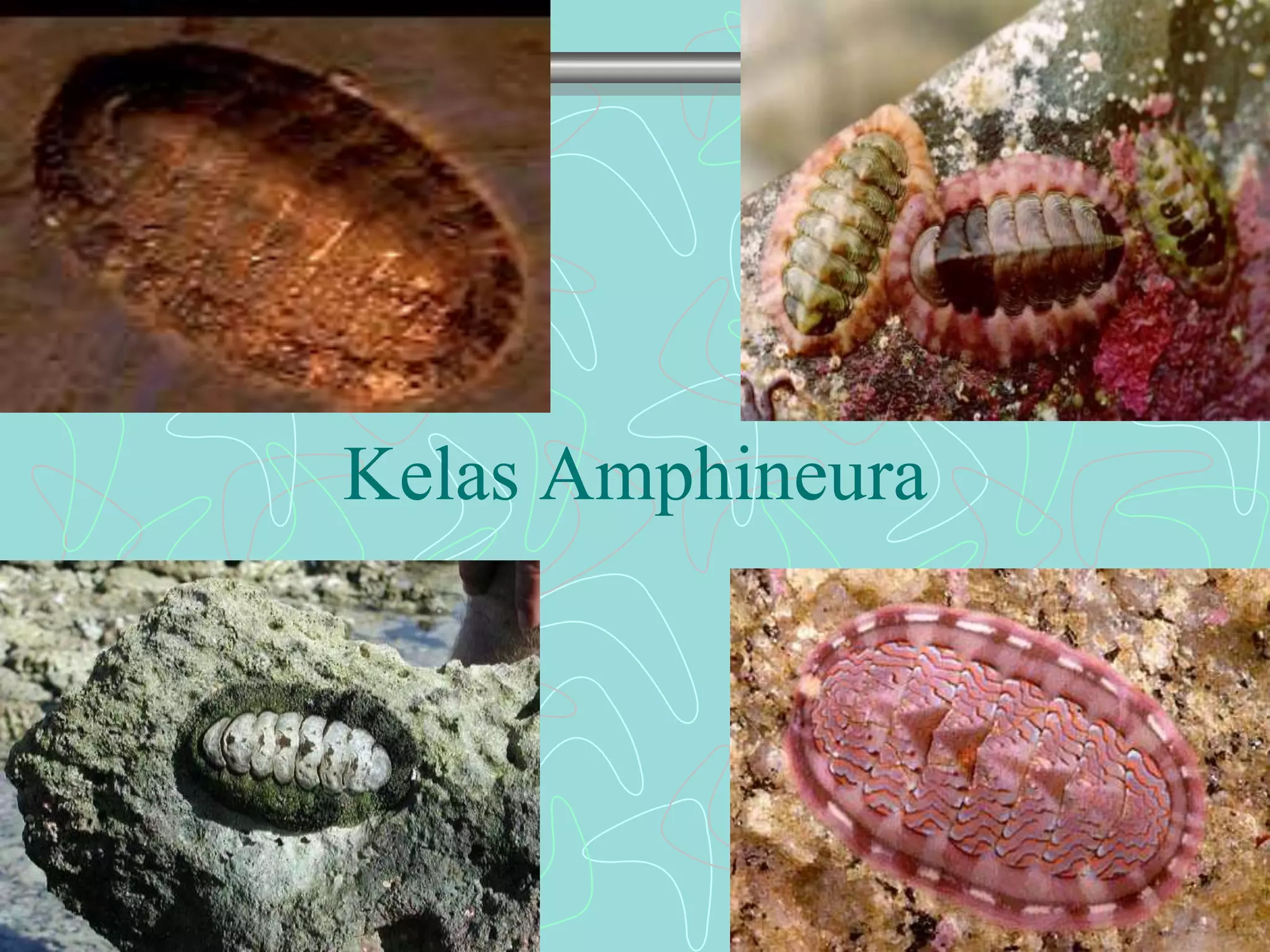 Kelas Amphineura 
 