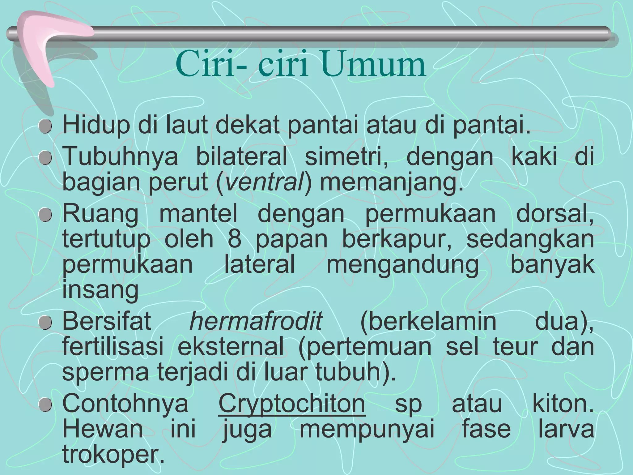 Ciri- ciri Umum 
Hidup di laut dekat pantai atau di pantai. 
Tubuhnya bilateral simetri, dengan kaki di 
bagian perut (ventral) memanjang. 
Ruang mantel dengan permukaan dorsal, 
tertutup oleh 8 papan berkapur, sedangkan 
permukaan lateral mengandung banyak 
insang 
Bersifat hermafrodit (berkelamin dua), 
fertilisasi eksternal (pertemuan sel teur dan 
sperma terjadi di luar tubuh). 
Contohnya Cryptochiton sp atau kiton. 
Hewan ini juga mempunyai fase larva 
trokoper. 
 