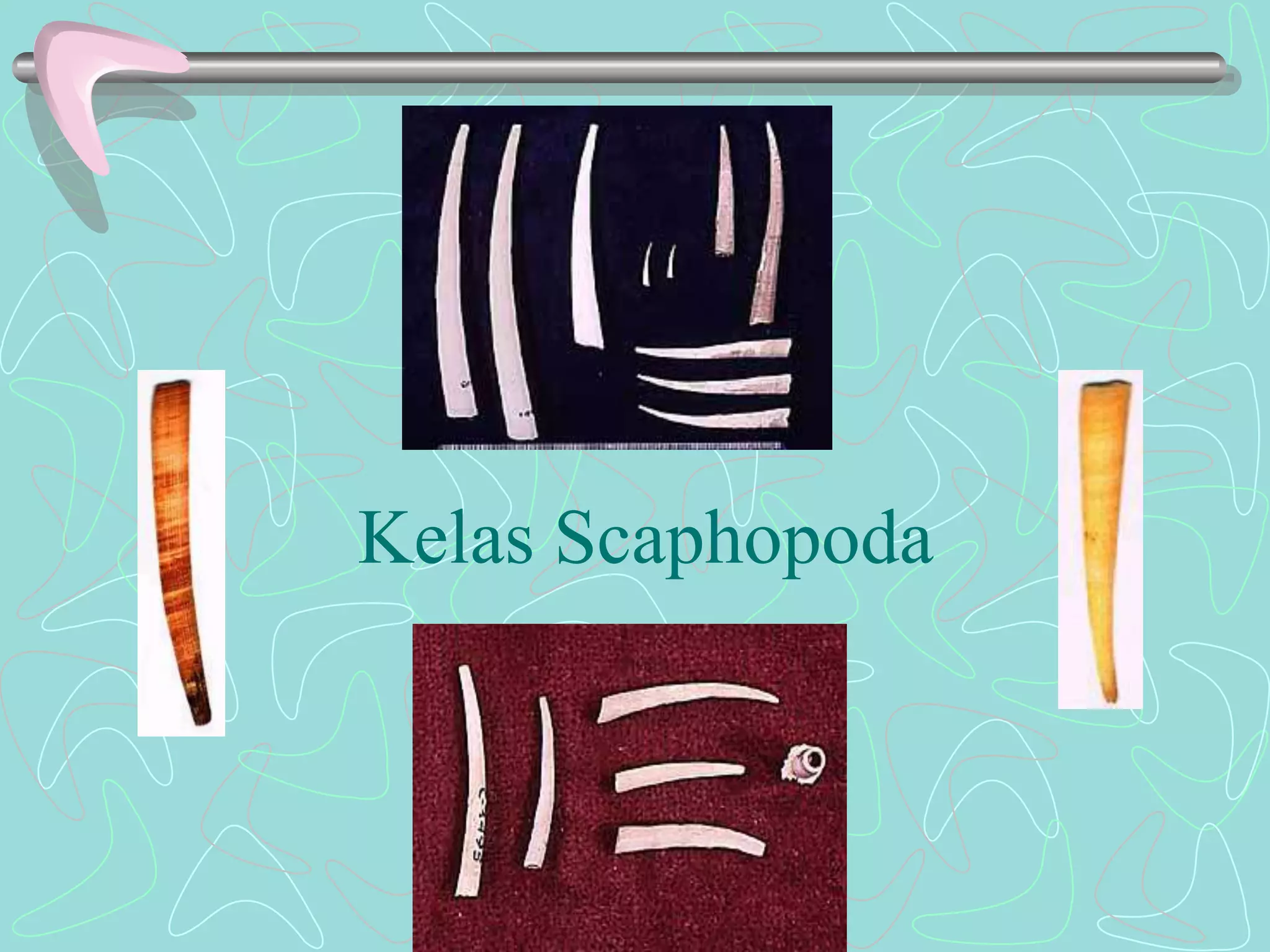 Kelas Scaphopoda 
 