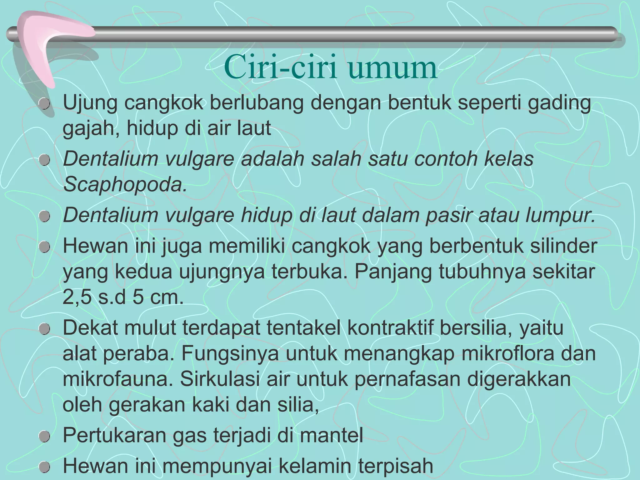 Ciri-ciri umum 
Ujung cangkok berlubang dengan bentuk seperti gading 
gajah, hidup di air laut 
Dentalium vulgare adalah salah satu contoh kelas 
Scaphopoda. 
Dentalium vulgare hidup di laut dalam pasir atau lumpur. 
Hewan ini juga memiliki cangkok yang berbentuk silinder 
yang kedua ujungnya terbuka. Panjang tubuhnya sekitar 
2,5 s.d 5 cm. 
Dekat mulut terdapat tentakel kontraktif bersilia, yaitu 
alat peraba. Fungsinya untuk menangkap mikroflora dan 
mikrofauna. Sirkulasi air untuk pernafasan digerakkan 
oleh gerakan kaki dan silia, 
Pertukaran gas terjadi di mantel 
Hewan ini mempunyai kelamin terpisah 
 