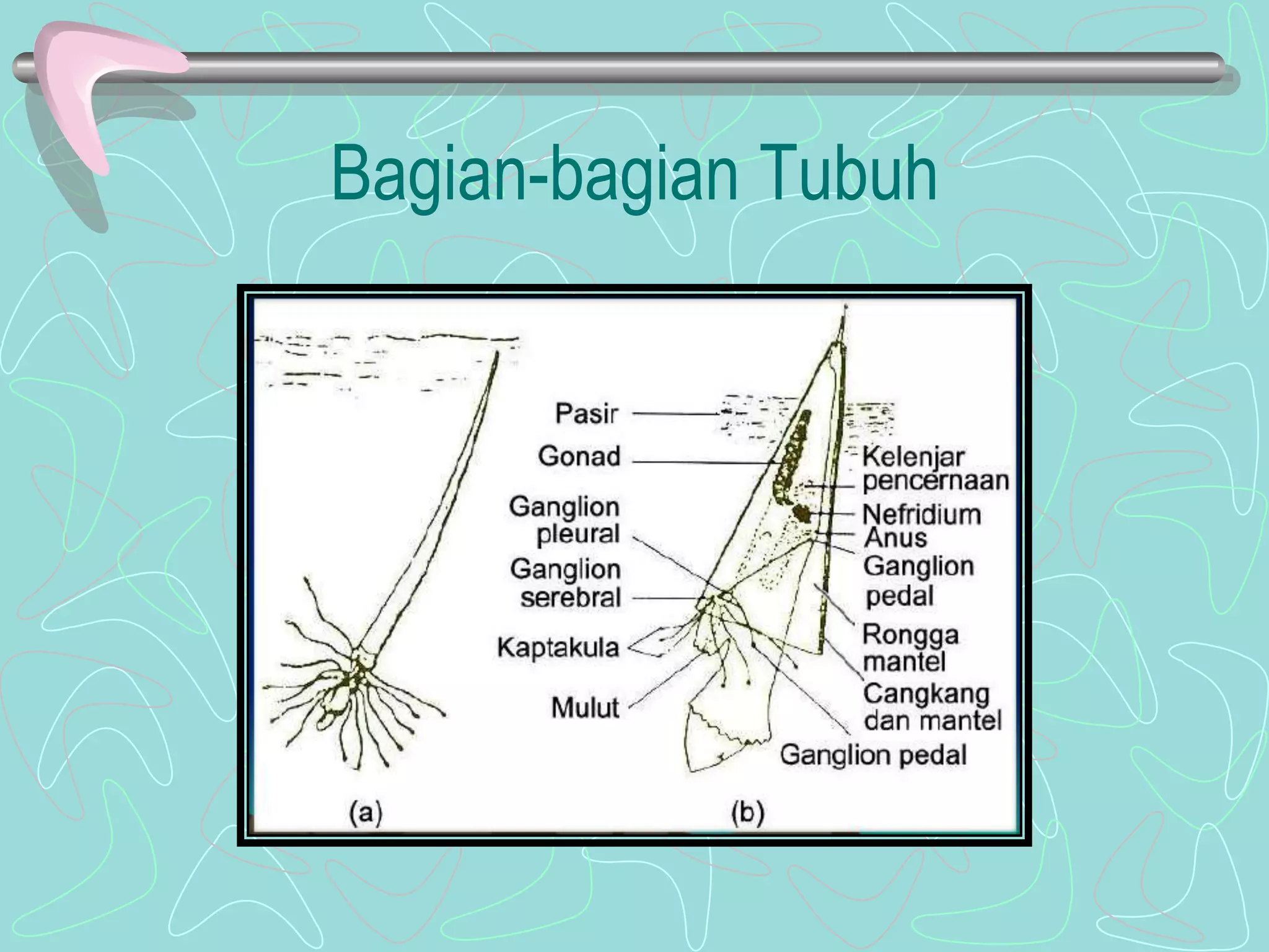 Bagian-bagian Tubuh 
 