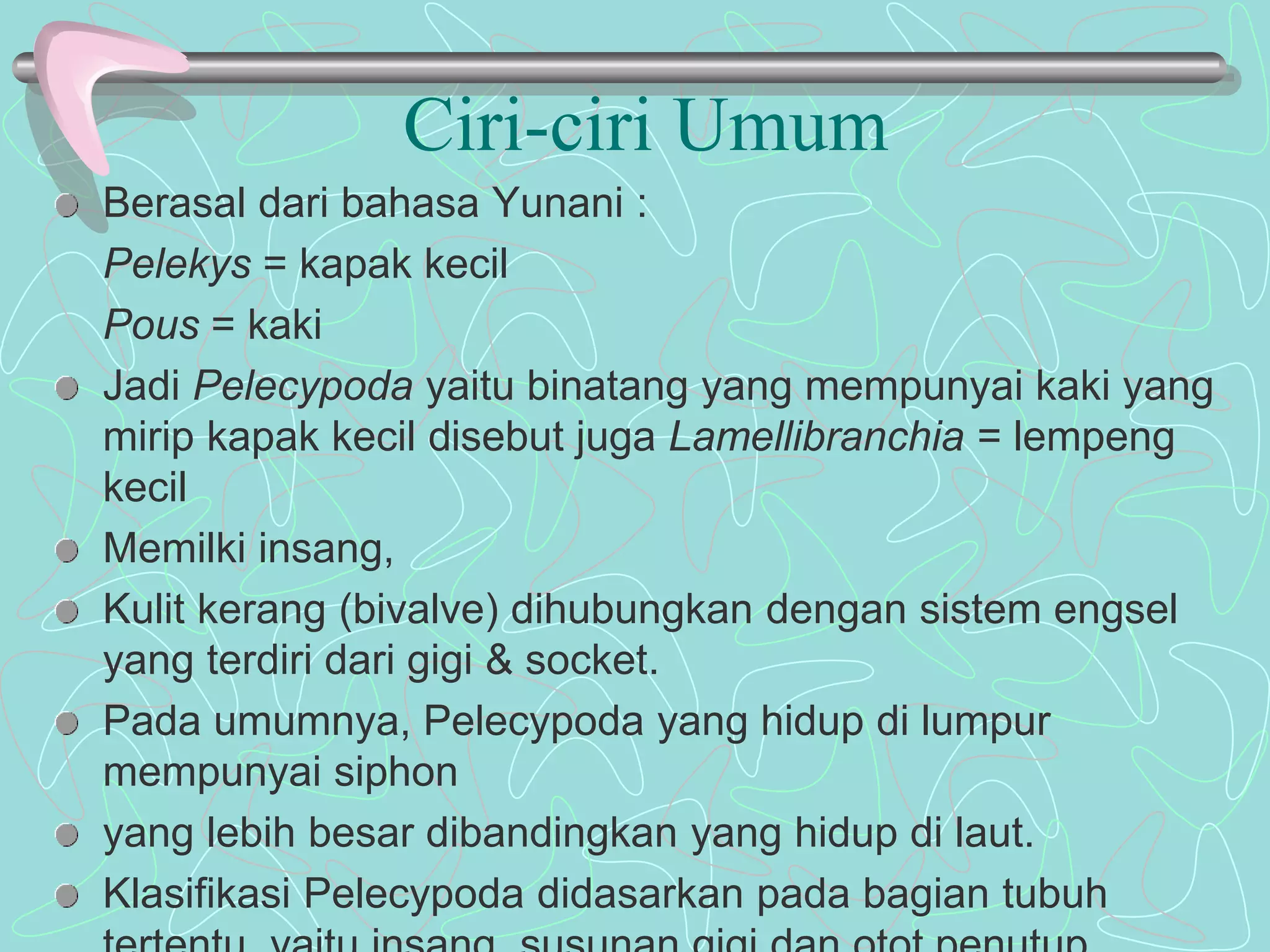 Ciri-ciri Umum 
Berasal dari bahasa Yunani : 
Pelekys = kapak kecil 
Pous = kaki 
Jadi Pelecypoda yaitu binatang yang mempunyai kaki yang 
mirip kapak kecil disebut juga Lamellibranchia = lempeng 
kecil 
Memilki insang, 
Kulit kerang (bivalve) dihubungkan dengan sistem engsel 
yang terdiri dari gigi & socket. 
Pada umumnya, Pelecypoda yang hidup di lumpur 
mempunyai siphon 
yang lebih besar dibandingkan yang hidup di laut. 
Klasifikasi Pelecypoda didasarkan pada bagian tubuh 
tertentu, yaitu insang, susunan gigi dan otot penutup 
 