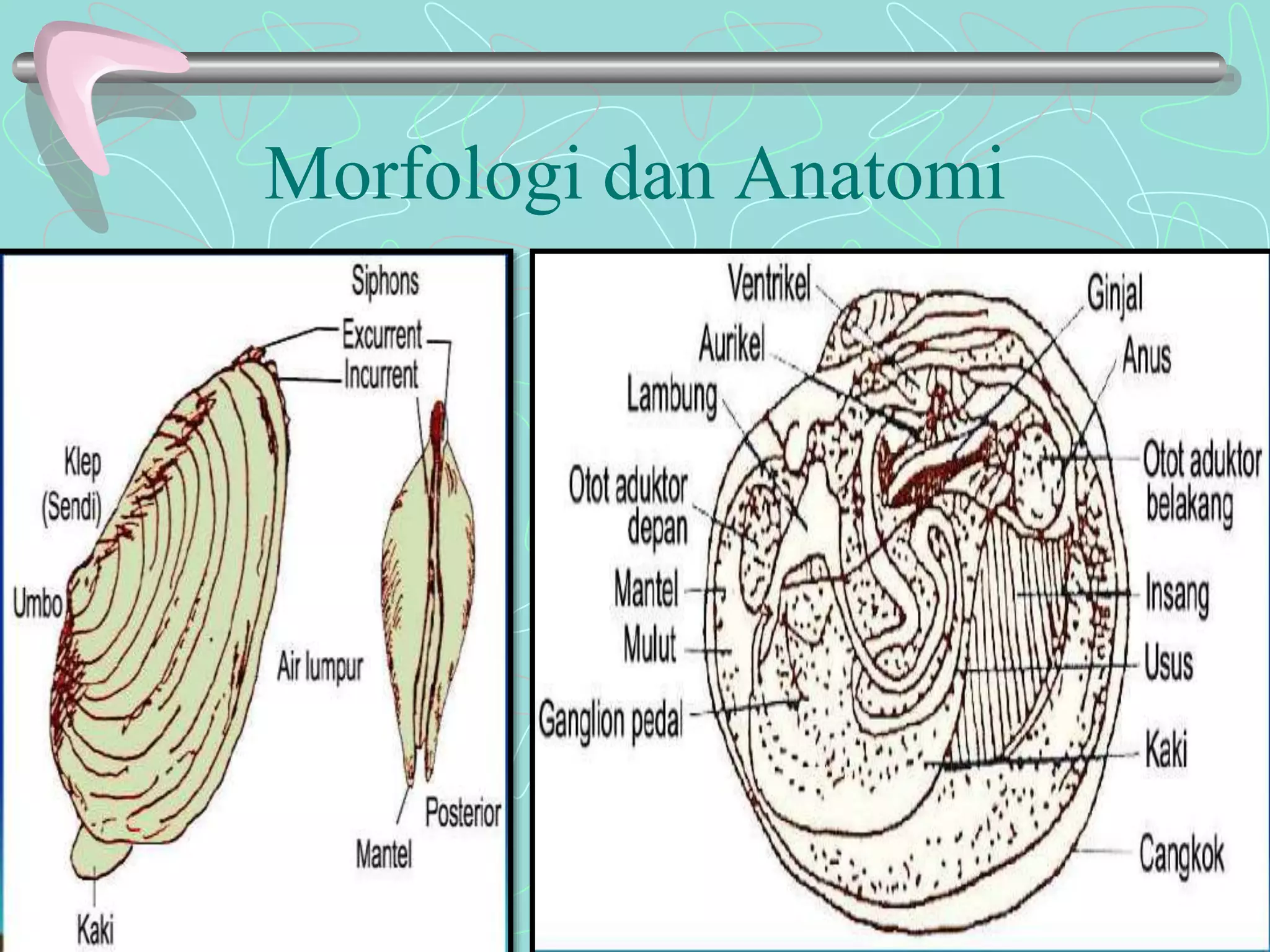 Morfologi dan Anatomi 
 