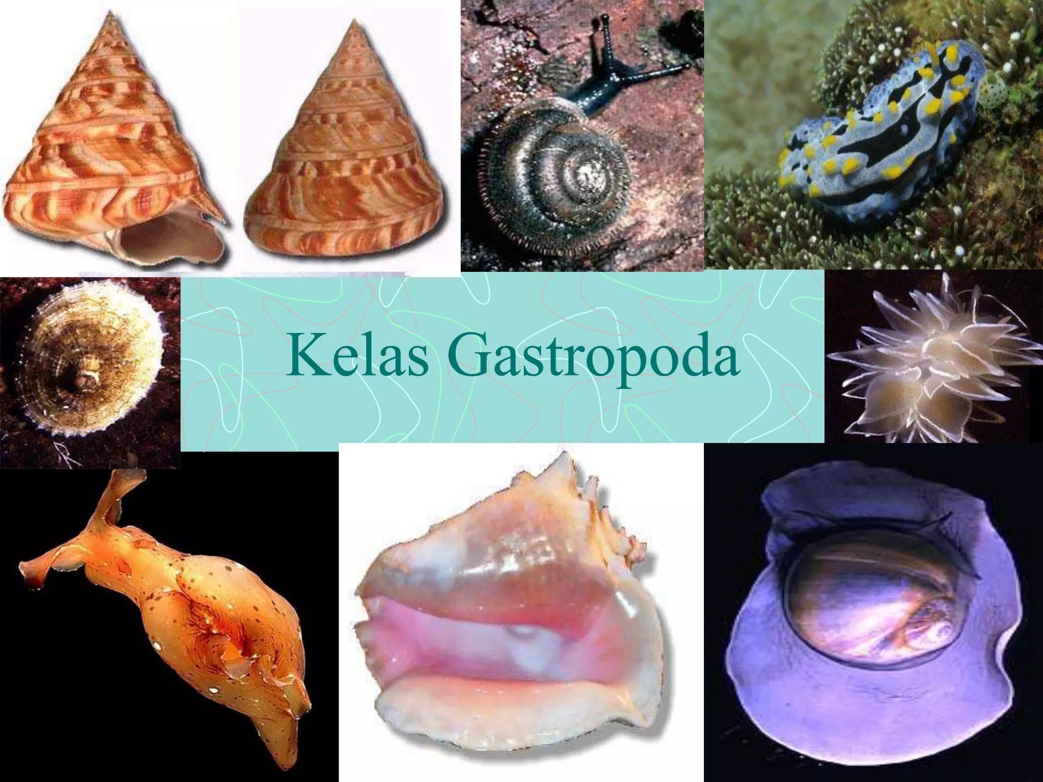 Kelas Gastropoda 
 