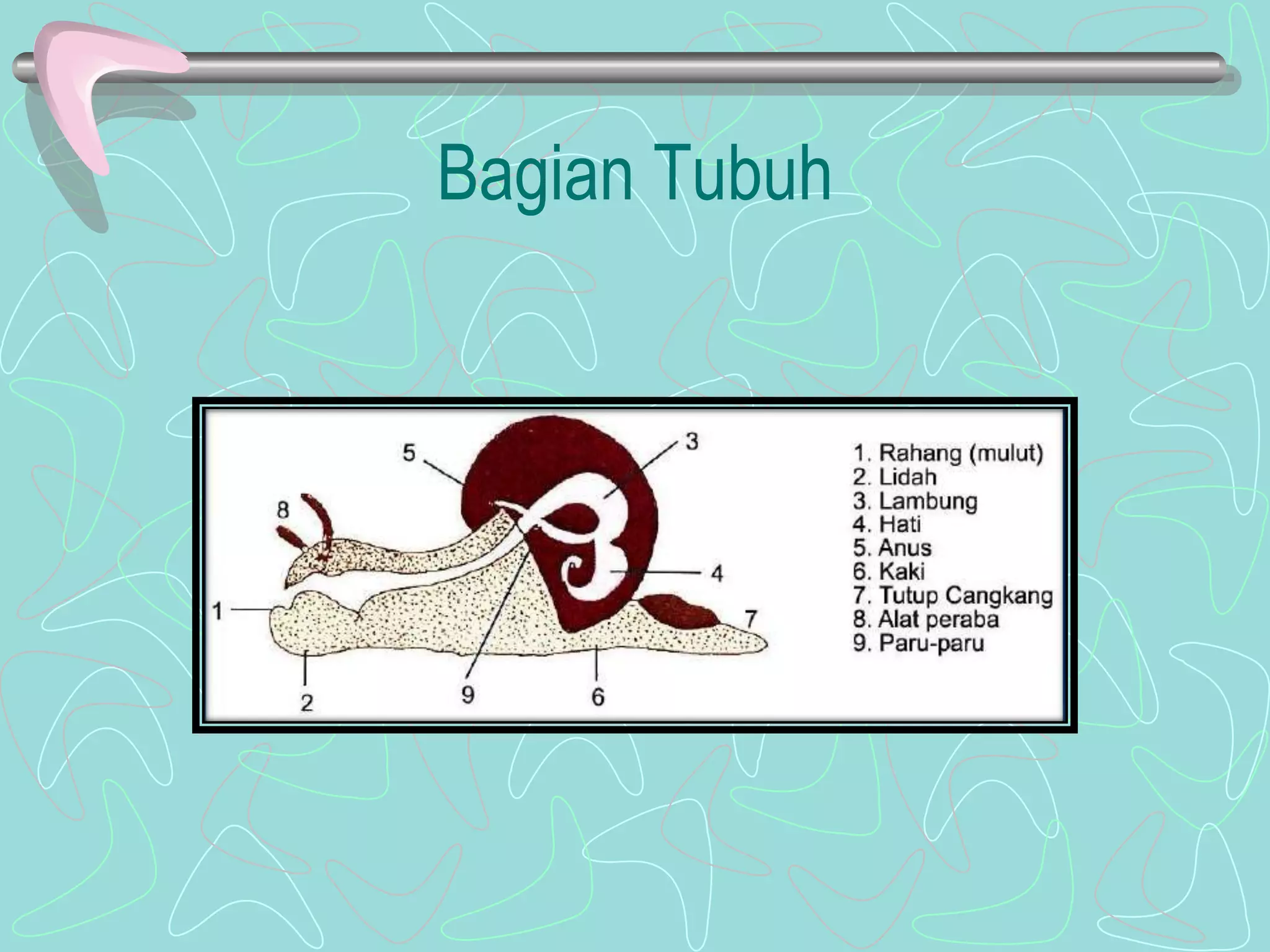 Bagian Tubuh 
 