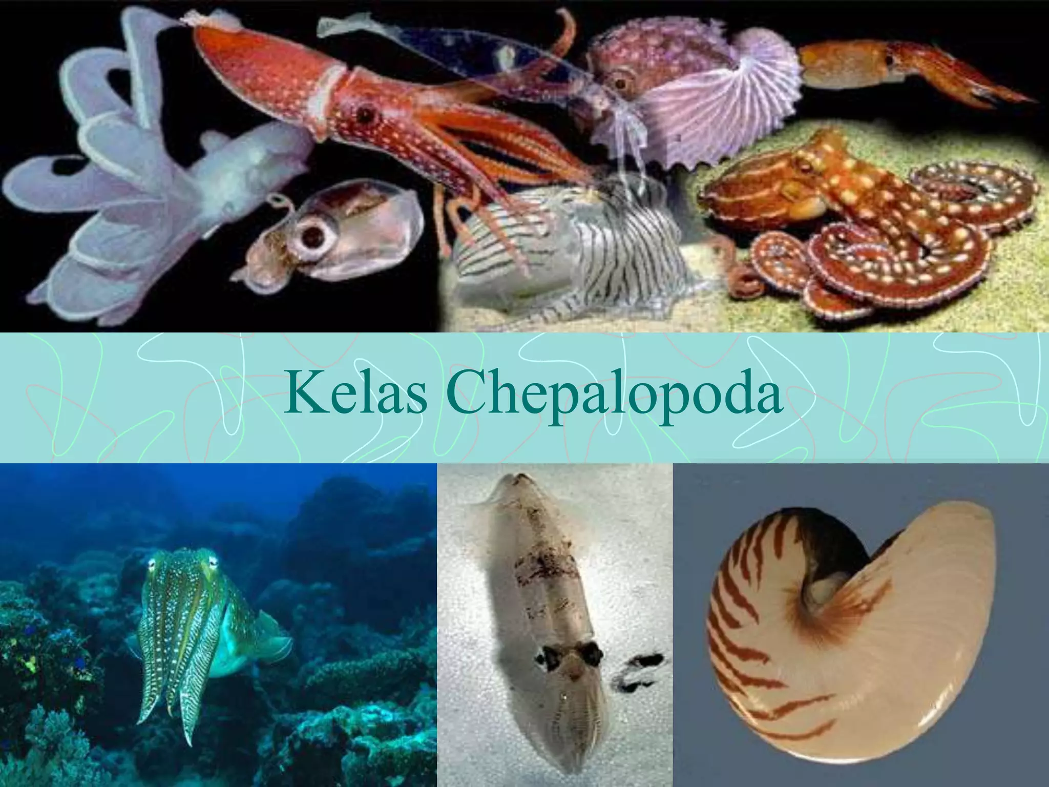 Kelas Chepalopoda 
 