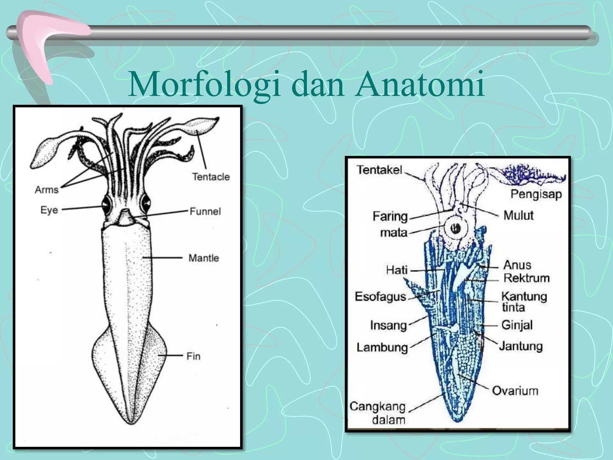 Morfologi dan Anatomi 
 