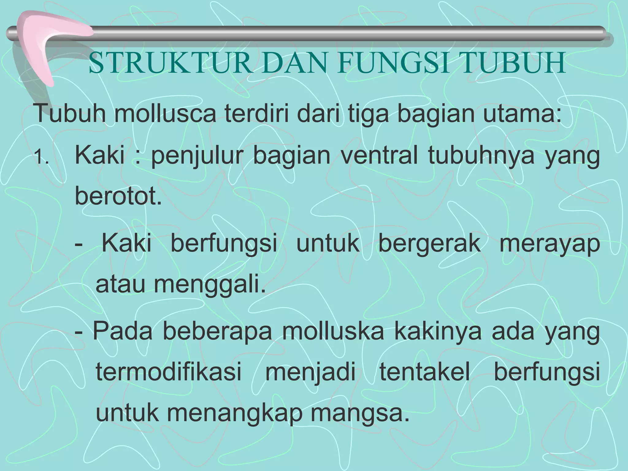 STRUKTUR DAN FUNGSI TUBUH 
Tubuh mollusca terdiri dari tiga bagian utama: 
1. Kaki : penjulur bagian ventral tubuhnya yang 
berotot. 
- Kaki berfungsi untuk bergerak merayap 
atau menggali. 
- Pada beberapa molluska kakinya ada yang 
termodifikasi menjadi tentakel berfungsi 
untuk menangkap mangsa. 
 