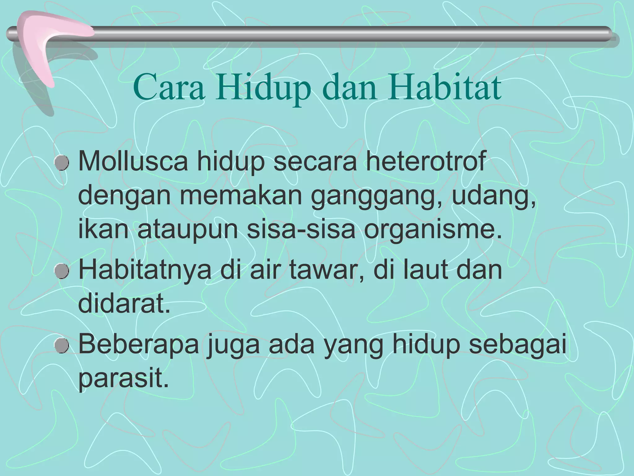 Cara Hidup dan Habitat 
Mollusca hidup secara heterotrof 
dengan memakan ganggang, udang, 
ikan ataupun sisa-sisa organisme. 
Habitatnya di air tawar, di laut dan 
didarat. 
Beberapa juga ada yang hidup sebagai 
parasit. 
 
