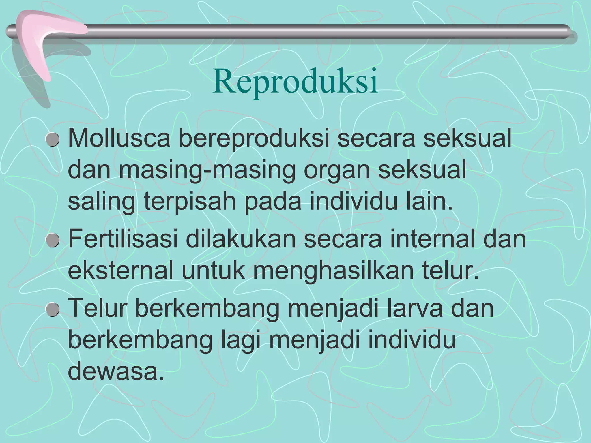 Reproduksi 
Mollusca bereproduksi secara seksual 
dan masing-masing organ seksual 
saling terpisah pada individu lain. 
Fertilisasi dilakukan secara internal dan 
eksternal untuk menghasilkan telur. 
Telur berkembang menjadi larva dan 
berkembang lagi menjadi individu 
dewasa. 
 