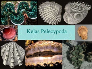 Kelas Pelecypoda 
 