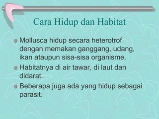 Cara Hidup dan Habitat 
Mollusca hidup secara heterotrof 
dengan memakan ganggang, udang, 
ikan ataupun sisa-sisa organisme. 
Habitatnya di air tawar, di laut dan 
didarat. 
Beberapa juga ada yang hidup sebagai 
parasit. 
 