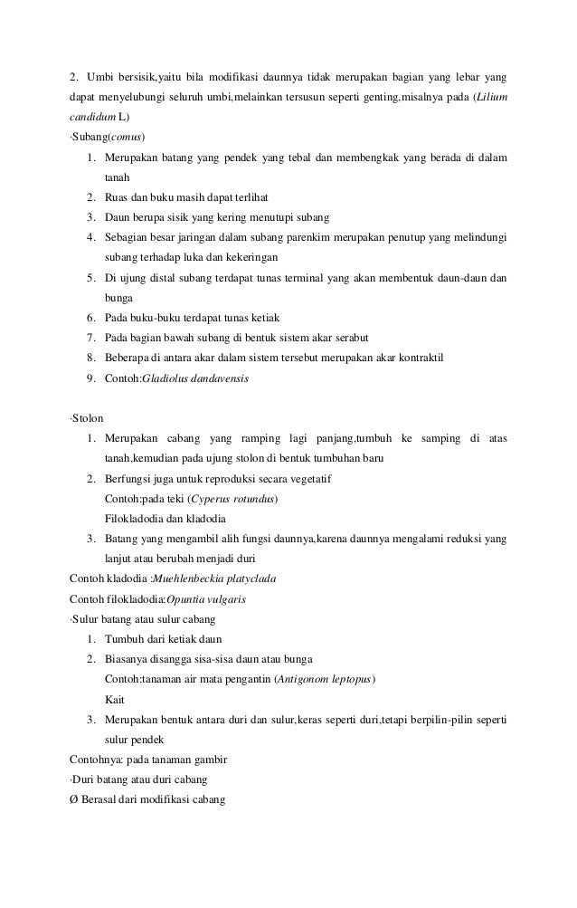 Makalah morfologi batang 3