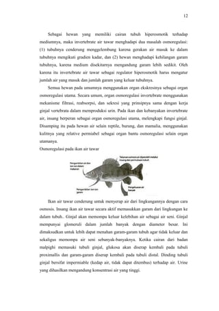 12

Sebagai hewan yang

memiliki cairan tubuh hiperosmotik terhadap

mediumnya, maka invertebrate air tawar menghadapi dua masalah osmoregulasi:
(1) tubuhnya cenderung menggelembung karena gerakan air masuk ke dalam
tubuhnya mengikuti gradien kadar, dan (2) hewan menghadapi kehilangan garam
tubuhnya, karena medium disekitarnya mengandung garam lebih sedikit. Oleh
karena itu invertebrate air tawar sebagai regulator hiperosmotik harus mengatur
jumlah air yang masuk dan jumlah garam yang keluar tubuhnya.
Semua hewan pada umumnya menggunakan organ ekskresinya sebagai organ
osmoregulasi utama. Secara umum, organ osmoregulasi invertebrate menggunakan
mekanisme filtrasi, reabsorpsi, dan sekresi yang prinsipnya sama dengan kerja
ginjal vertebrata dalam memproduksi urin. Pada ikan dan kebanyakan invertebrate
air, insang berperan sebagai organ osmoregulasi utama, melengkapi fungsi ginjal.
Disamping itu pada hewan air selain reptile, burung, dan mamalia, menggunakan
kulitnya yang relative permiabel sebagai organ bantu osmoregulasi selain organ
utamanya.
Osmoregulasi pada ikan air tawar

Ikan air tawar cenderung untuk menyerap air dari lingkungannya dengan cara
osmosis. Insang ikan air tawar secara aktif memasukkan garam dari lingkungan ke
dalam tubuh.. Ginjal akan memompa keluar kelebihan air sebagai air seni. Ginjal
mempunyai glomeruli dalam jumlah banyak dengan diameter besar. Ini
dimaksudkan untuk lebih dapat menahan garam-garam tubuh agar tidak keluar dan
sekaligus memompa air seni sebanyak-banyaknya. Ketika cairan dari badan
malpighi memasuki tubuli ginjal, glukosa akan diserap kembali pada tubuli
proximallis dan garam-garam diserap kembali pada tubuli distal. Dinding tubuli
ginjal bersifat impermiable (kedap air, tidak dapat ditembus) terhadap air. Urine
yang dihasilkan mengandung konsentrasi air yang tinggi.

 