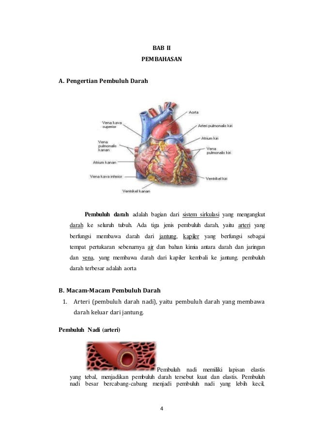 Makalah Pembuluh Darah Agas