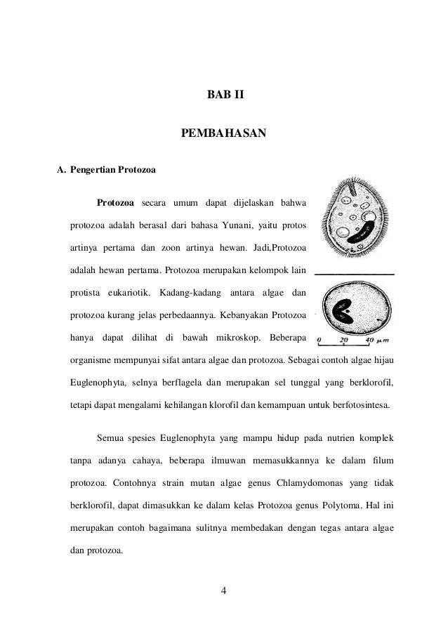 Makalah protozoa irma