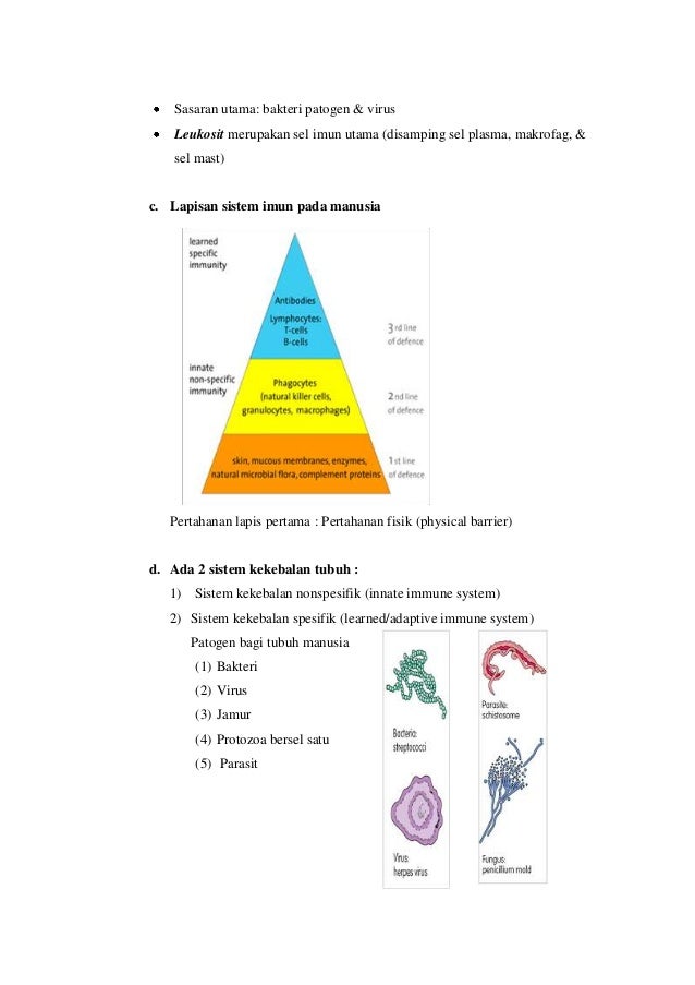Sistem Imun Pengertian Fungsi Dan Klasifikasi