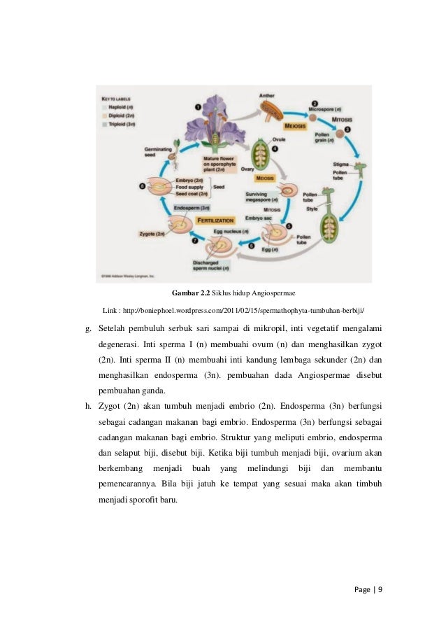 Makalah Reproduksi Tumbuhan Angiospermae Pdf