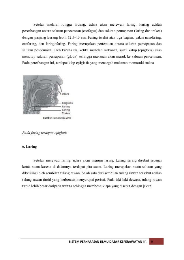 Kotak Suara Atau Laring Dikenal Dengan Sebutan Sebutkan Itu
