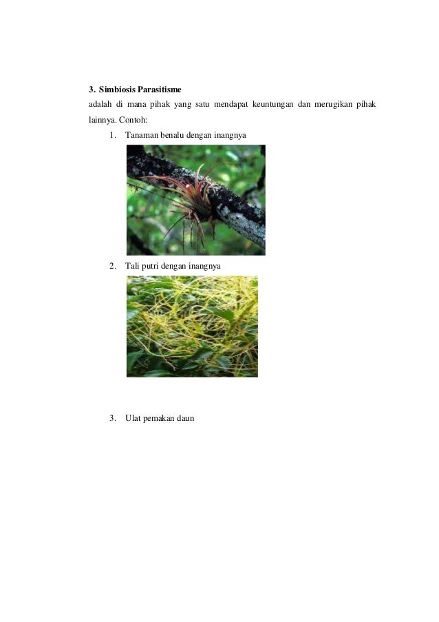 Makalah simbiosis muliasti