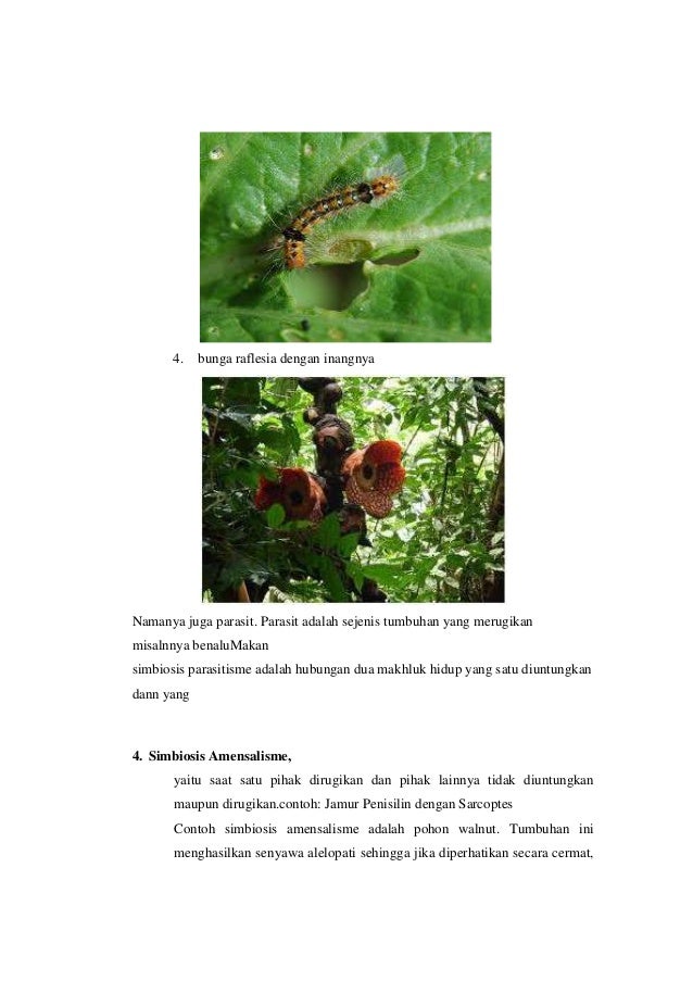 Makalah simbiosis muliasti