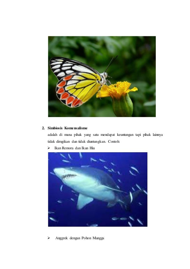 Makalah simbiosis wa ode husni