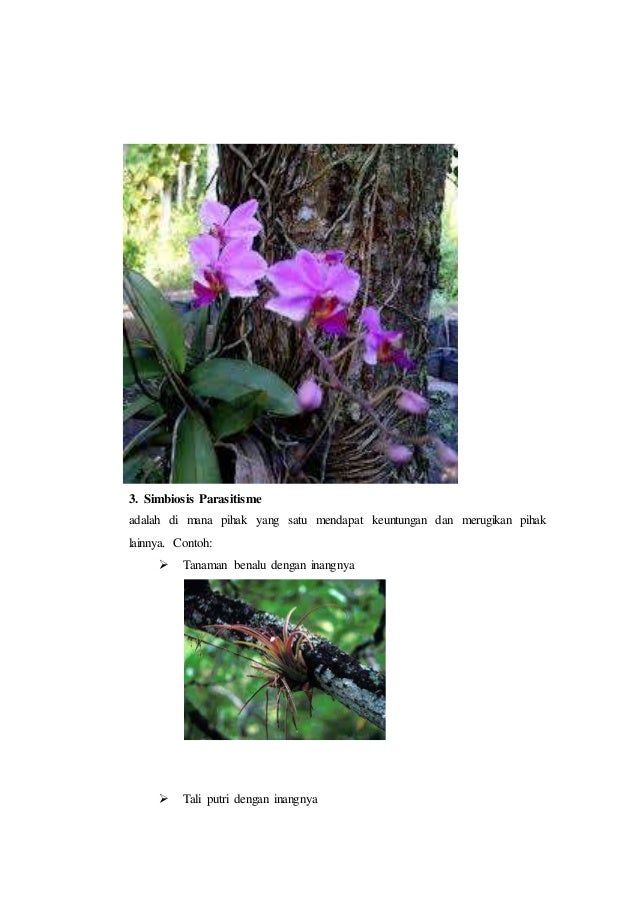Makalah simbiosis wa ode husni